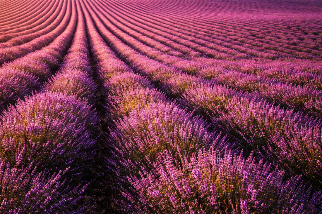 lavender field in bloom botanical herb symbolism
