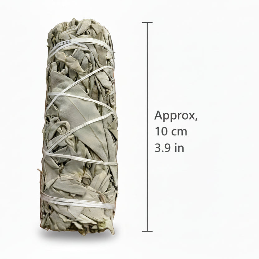Rolled sage smudge stick with white string on a white background and measurements.