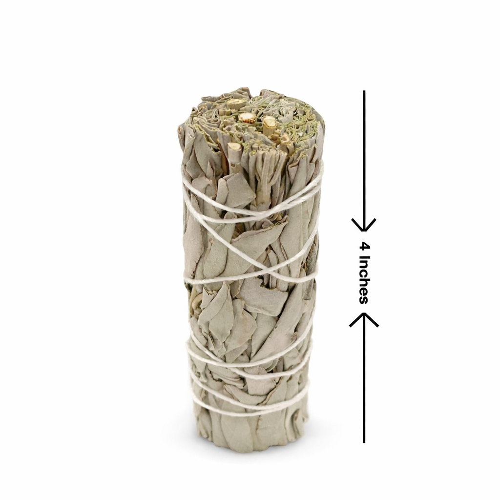 Rolled sage smudge stick with twine on a white background, labeled as 4 inches tall - Clover's Charm